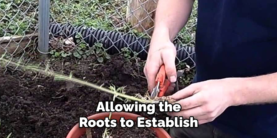 Allowing the Roots to Establish