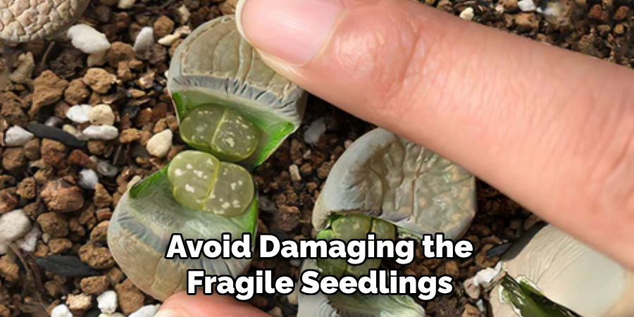 Avoid Damaging the
Fragile Seedlings