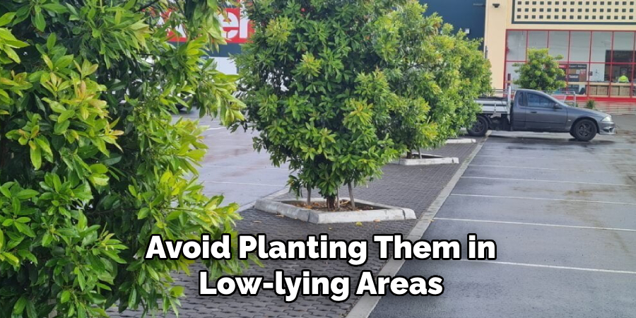 Avoid Planting Them in
Low-lying Areas