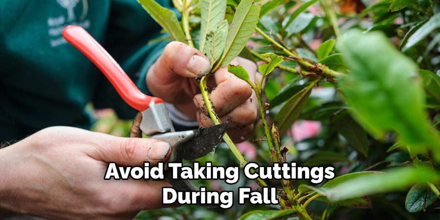 Avoid Taking Cuttings
During Fall