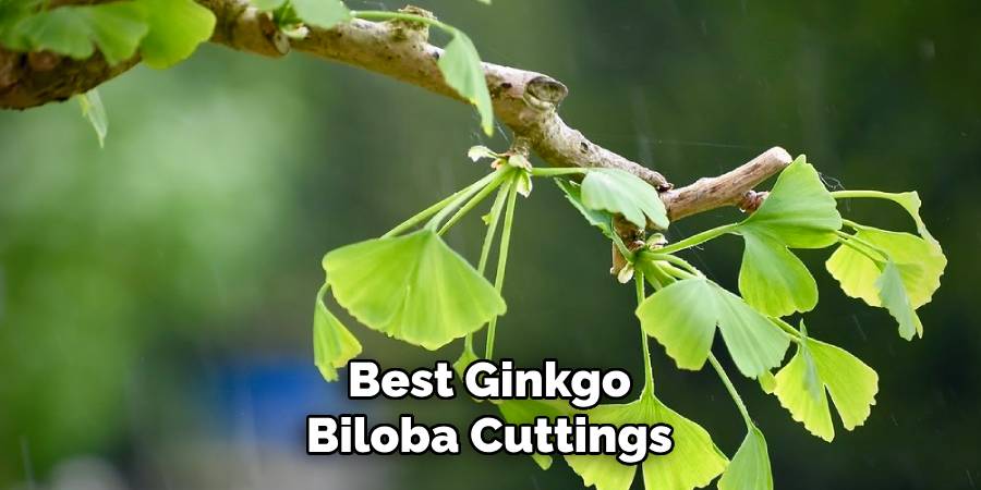 Best Ginkgo Biloba Cuttings
