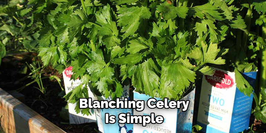 Blanching Celery
Is Simple