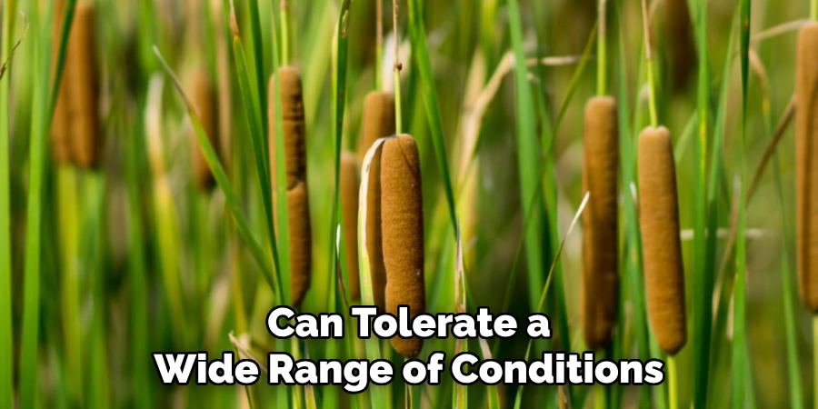 Can Tolerate a
Wide Range of Conditions