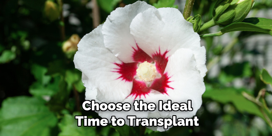 Choose the Ideal Time to Transplant