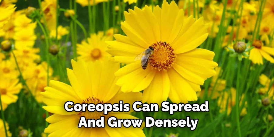 Coreopsis Can Spread And Grow Densely