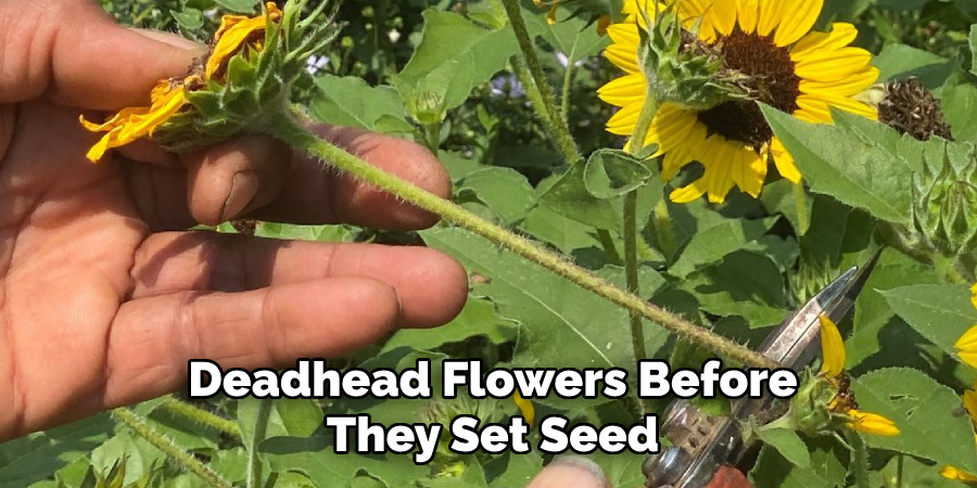 Deadhead Flowers Before
They Set Seed