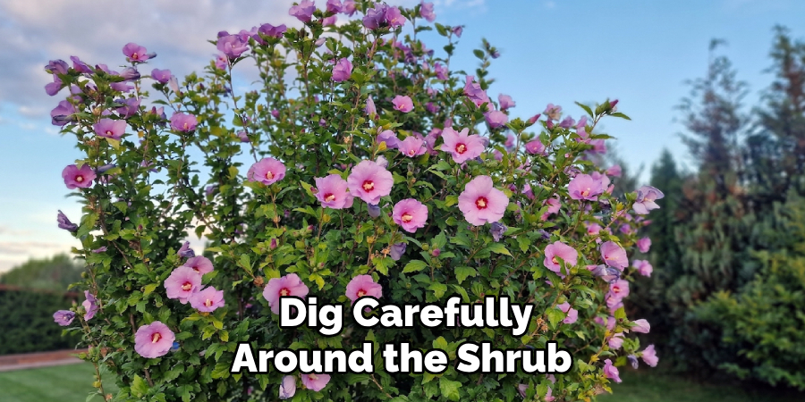 Dig Carefully Around the Shrub 