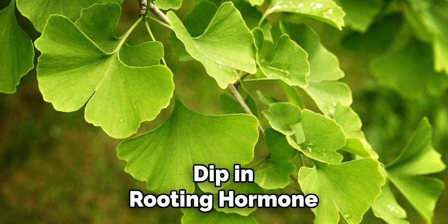 Dip in Rooting Hormone