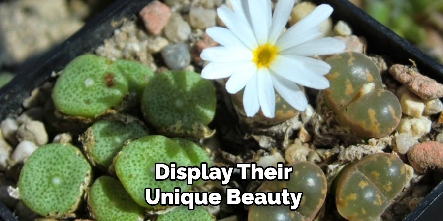 Display Their
Unique Beauty