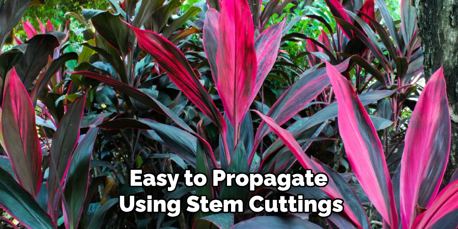 Easy to Propagate
Using Stem Cuttings
