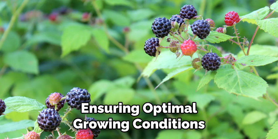 Ensuring Optimal
Growing Conditions