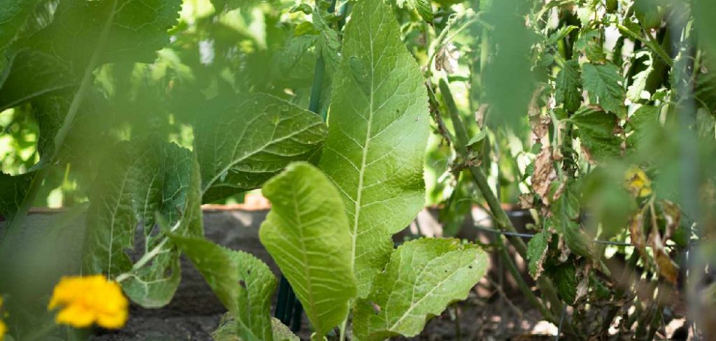 How to Plant Horseradish