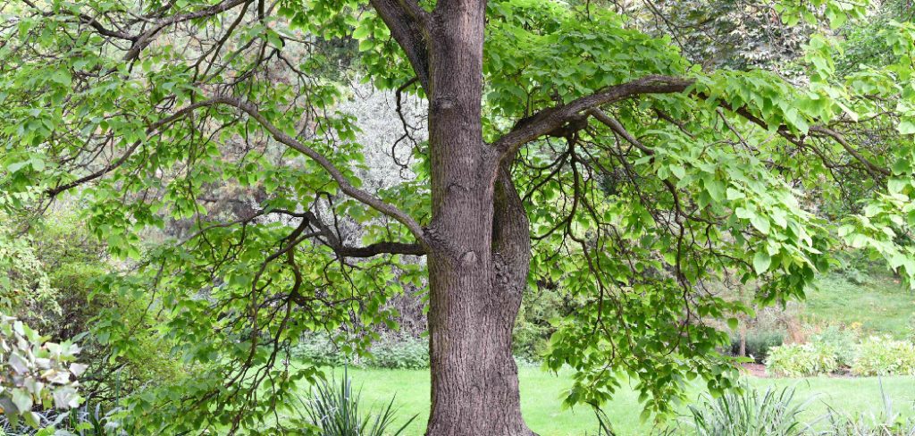 How to Grow Catalpa Trees
