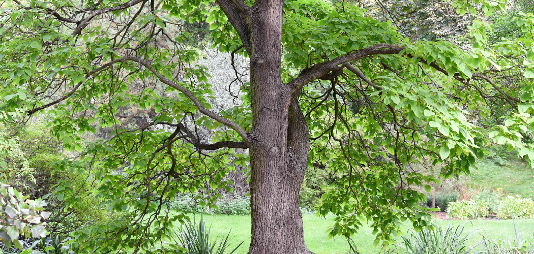 How to Grow Catalpa Trees