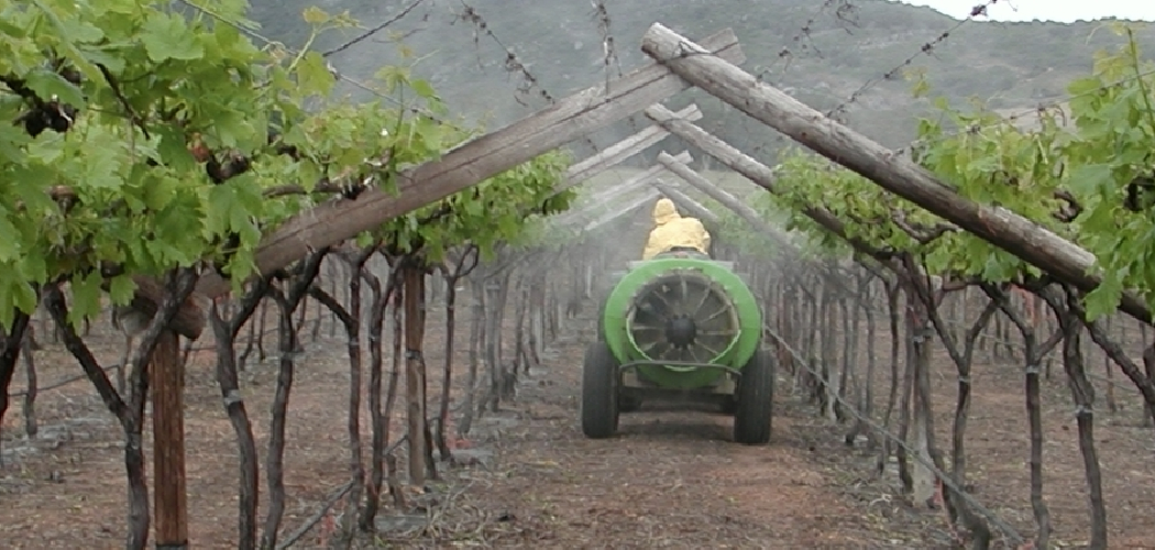 How to Fertilize Grape Plants