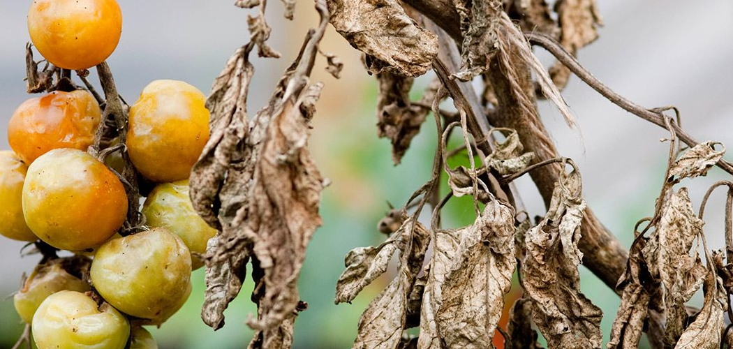 How to Treat Blight on Plants