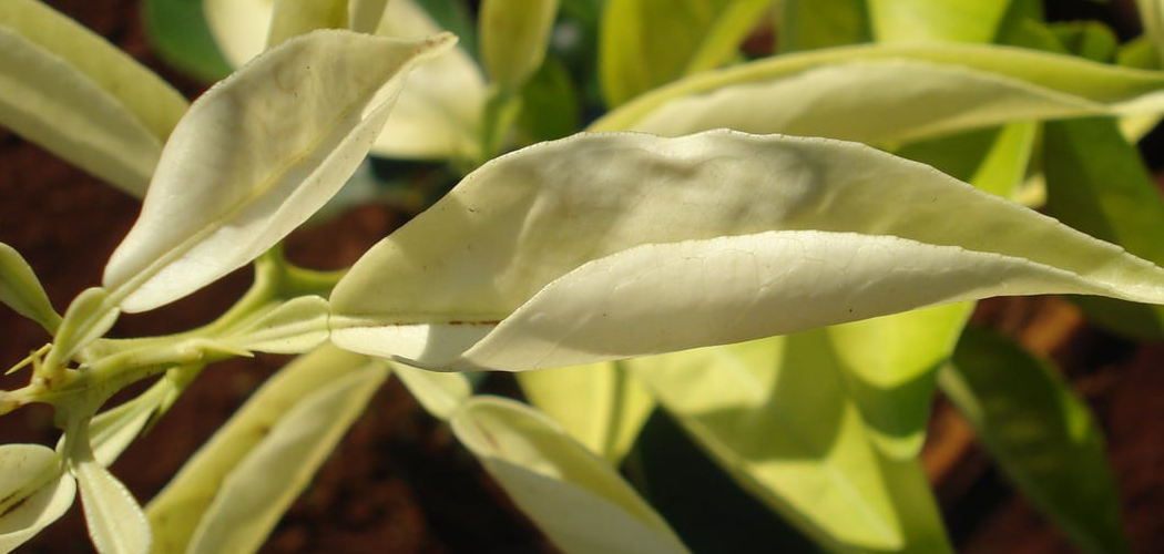 How to Treat Plants Accidentally Sprayed with Herbicide