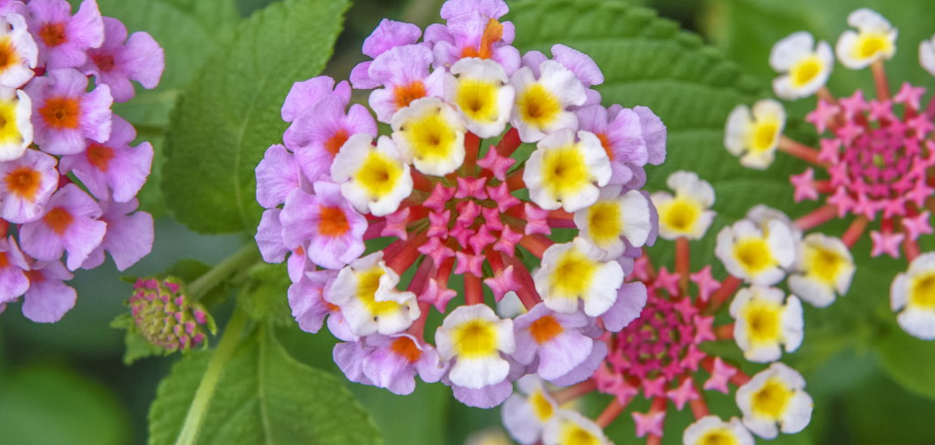 How to Prune Lantana Plants