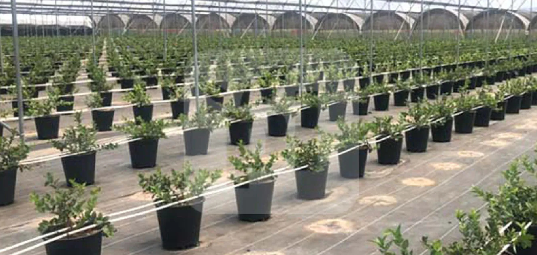 How to Grow Blueberry Plants in Pots
