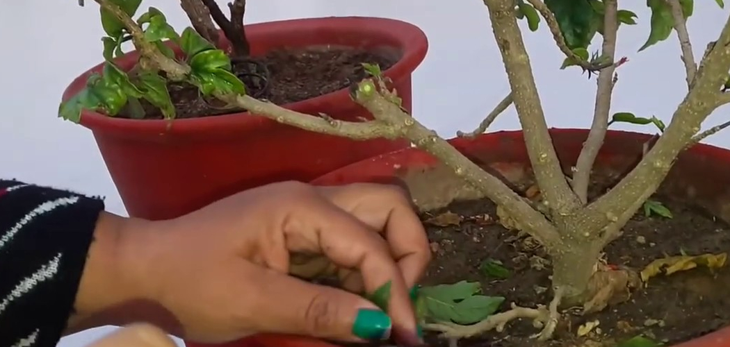 How to Prune Hibiscus Plants for Winter