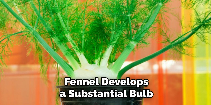 Fennel Develops a Substantial Bulb