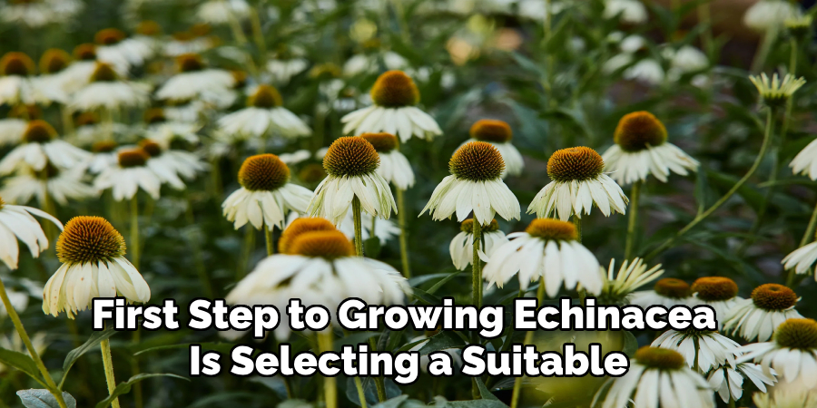 First Step to Growing Echinacea 
Is Selecting a Suitable