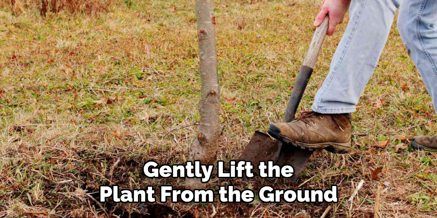 Gently Lift the
Plant From the Ground