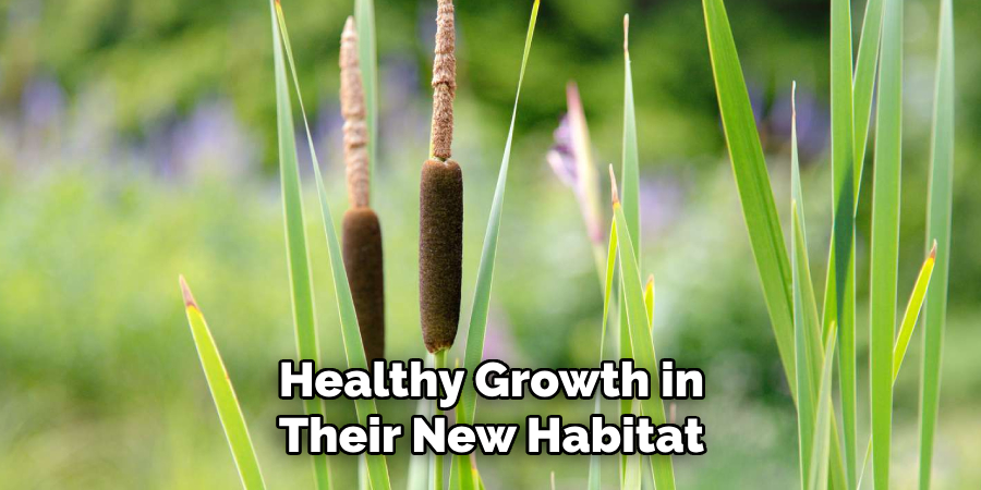 Healthy Growth in
Their New Habitat