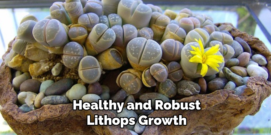 Healthy and Robust
Lithops Growth
