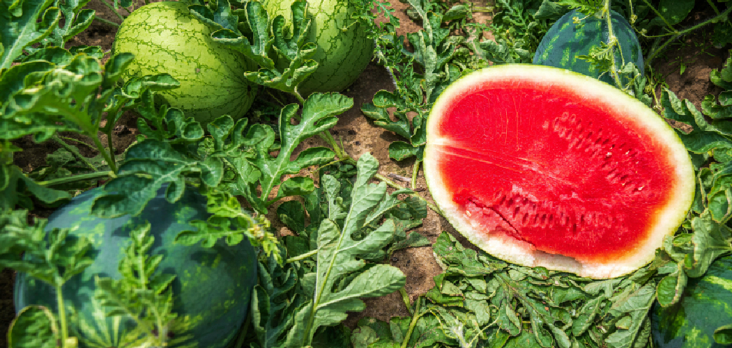 How is Seedless Watermelon Made