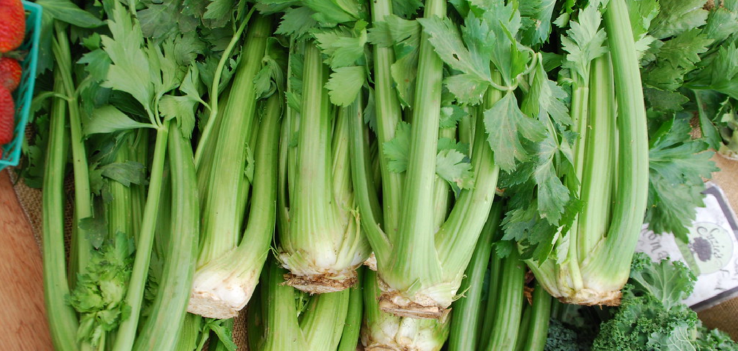 How to Blanch Celery Plants