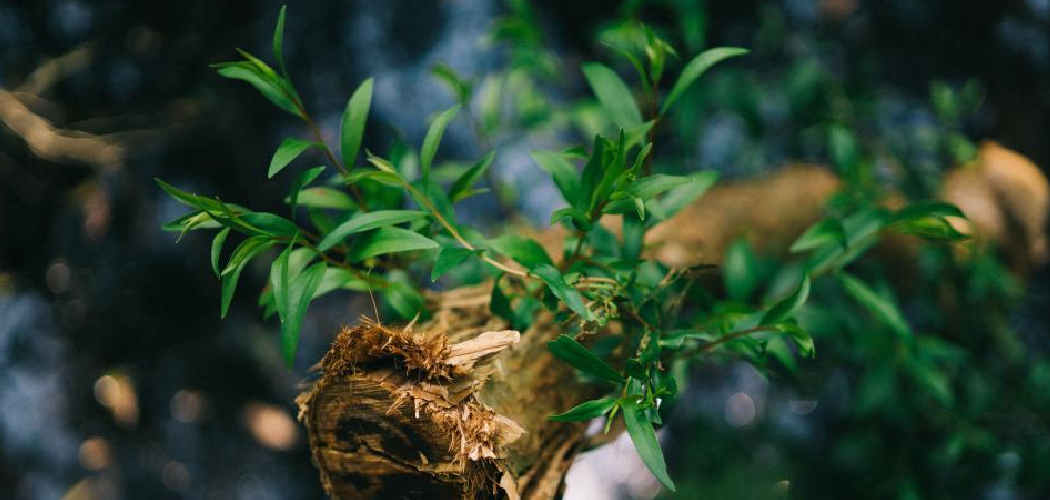 How to Bring Dead Plants Back to Life