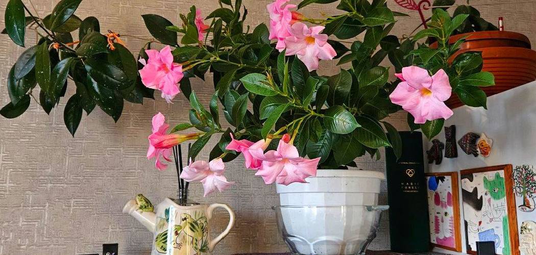 How to Bring Outdoor Plants Inside