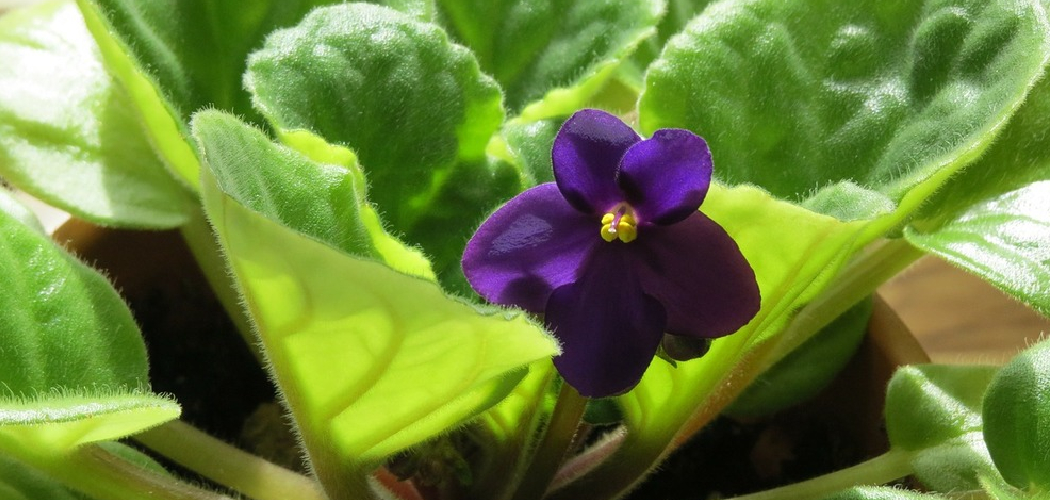 How to Care for African Violet Plants