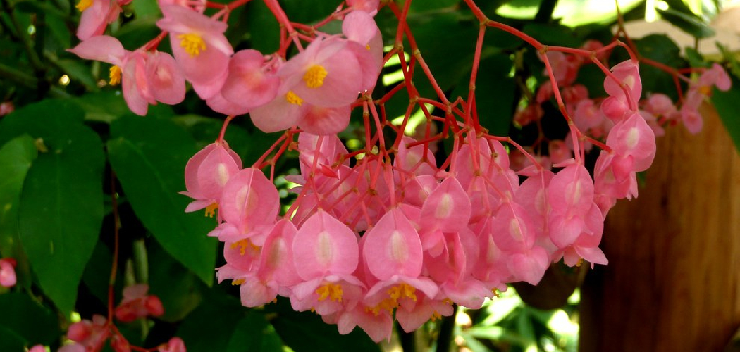 How to Care for Angel Wing Begonia Plants