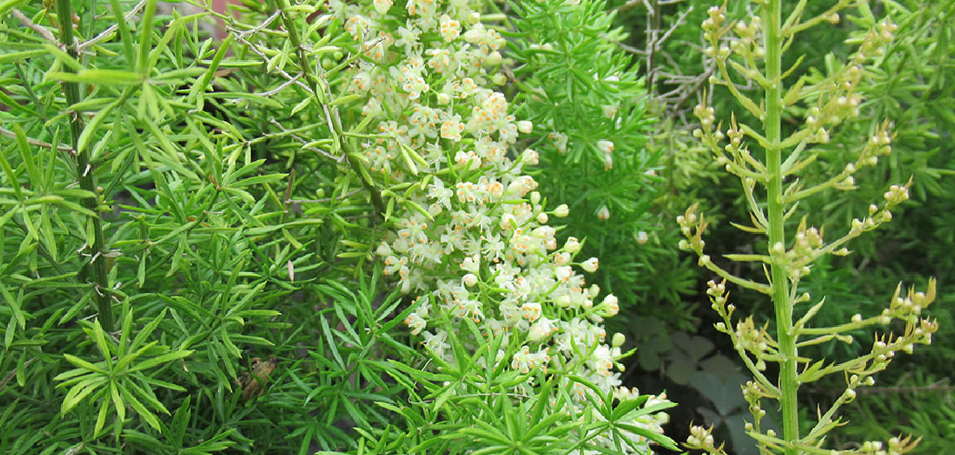 How to Care for Asparagus Plants in the Fall
