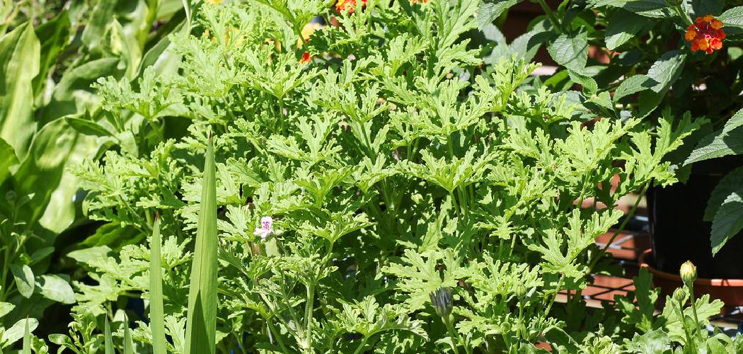 How to Care for Citronella Plants