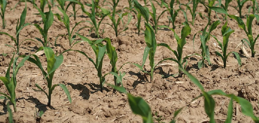 How to Care for Corn Plants
