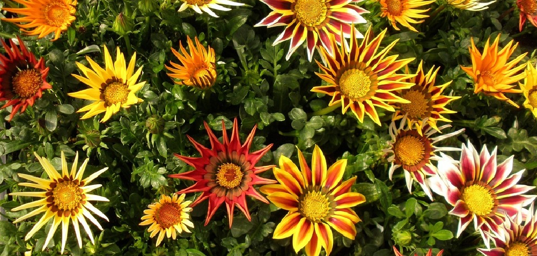 How to Care for Gazania