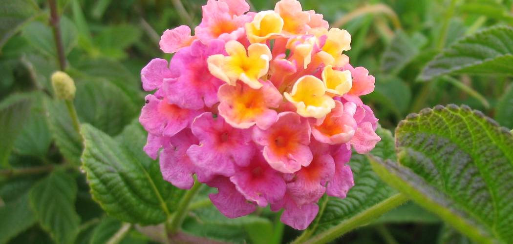 How to Care for Lantana Plants