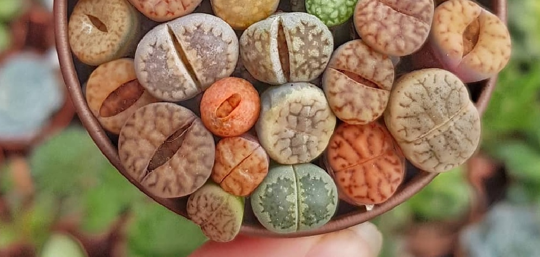 How to Care for Lithops
