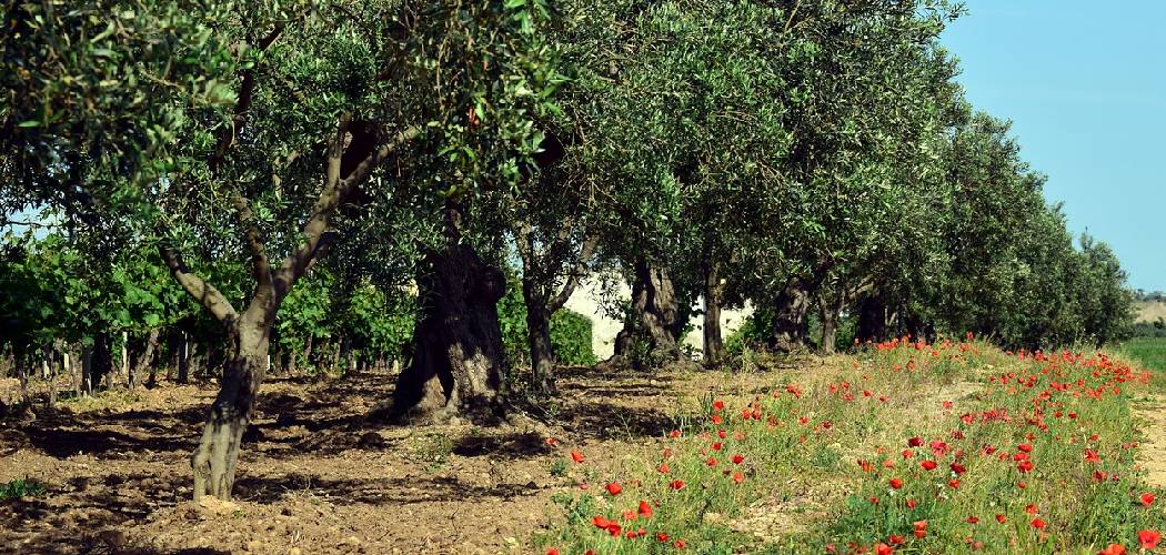 How to Care for Olive Trees