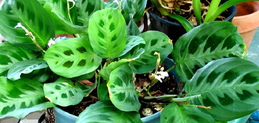 How to Care for Prayer Plants Indoors