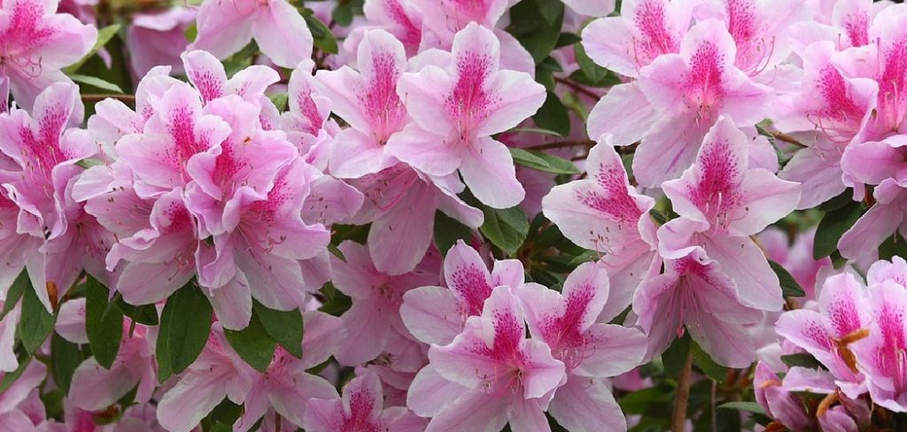 How to Care for Rhododendron Plants