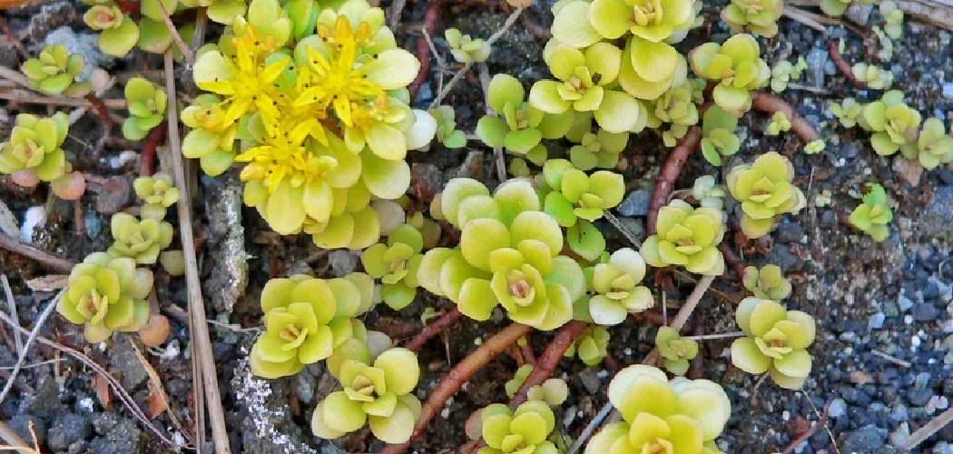How to Care for Sedum Plants