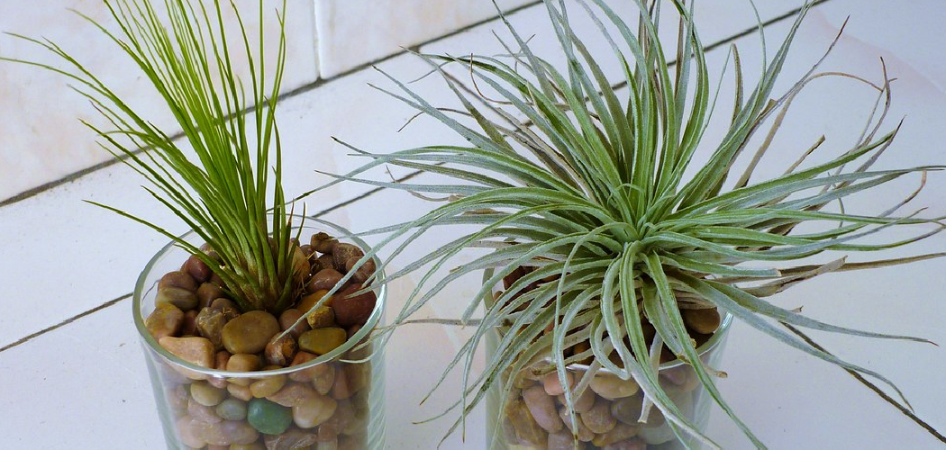 How to Care for Tillandsia Air Plants