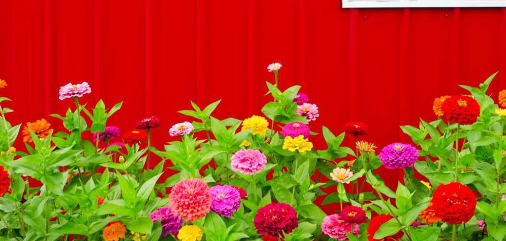How to Care for a Zinnia Plant