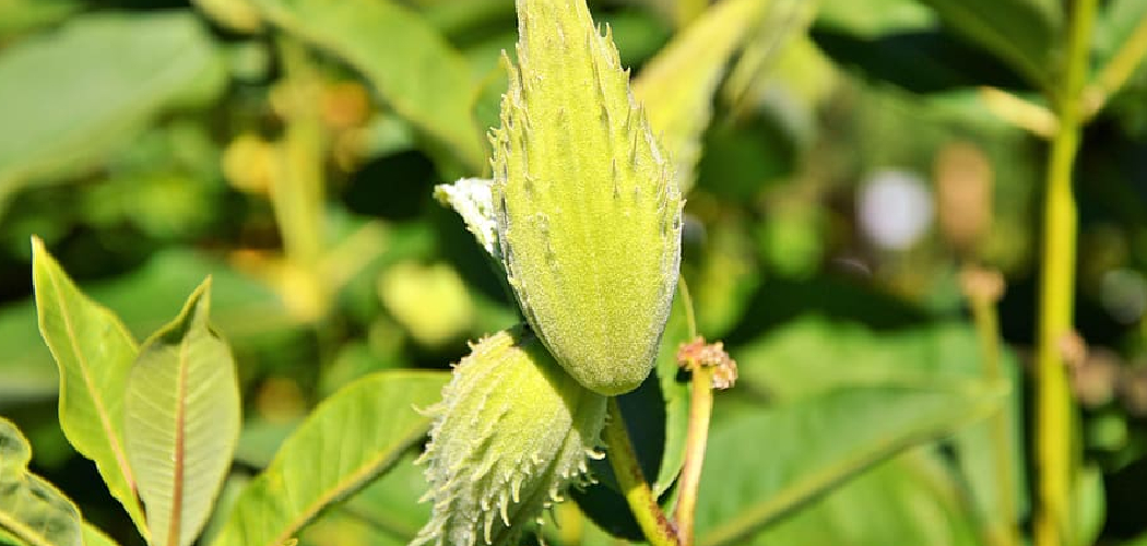 How to Clean Silk Plants