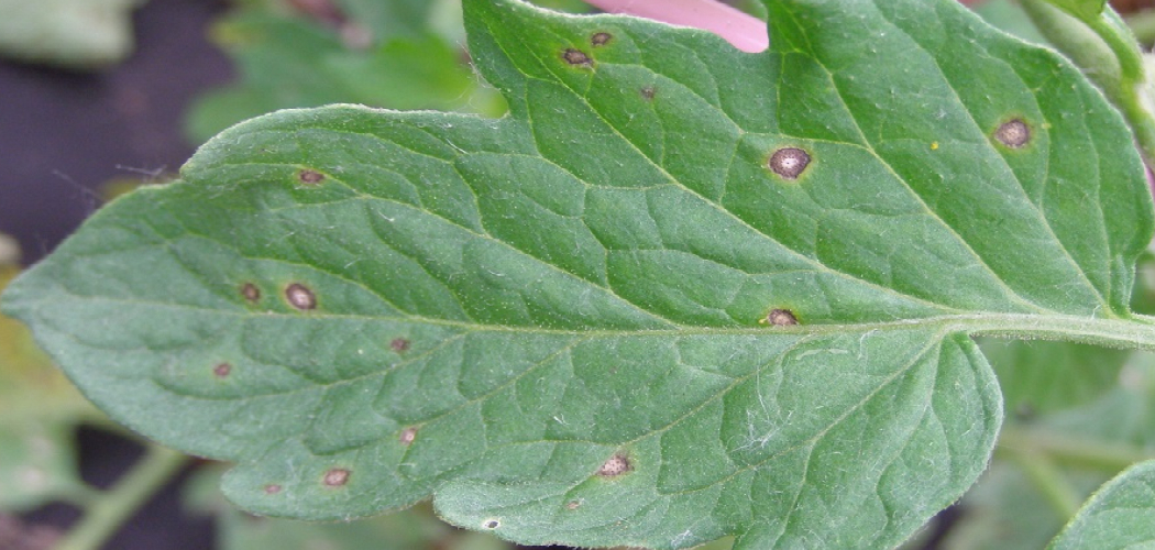 How to Cure Brown Spot on Plants