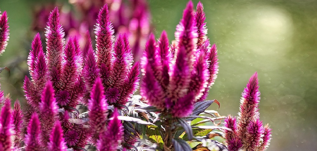 How to Deadhead Celosia